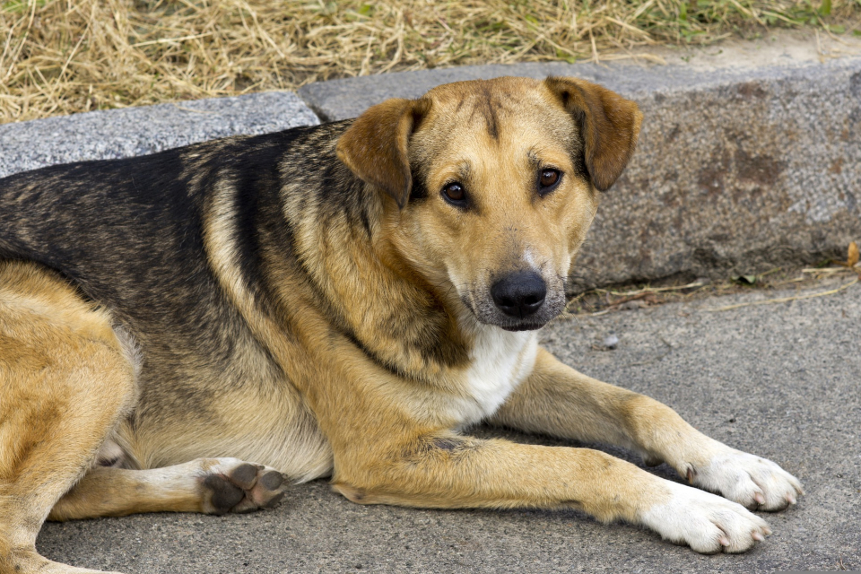 
Община Сливен организира кампания по преброяване на безстопанствените кучета на територията на града и населените места. Инициативата е в изпълнение...